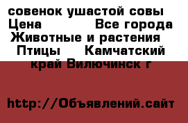 совенок ушастой совы › Цена ­ 5 000 - Все города Животные и растения » Птицы   . Камчатский край,Вилючинск г.